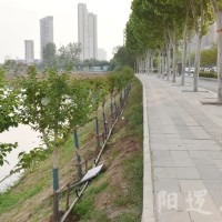 阳逻柴泊湖边，新增彩绘景观石！