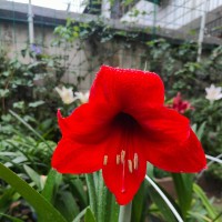 朱顶红百合绣球爆花爆崽