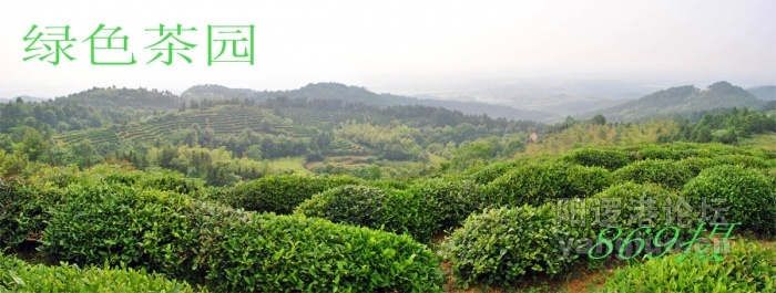 新洲茶2.jpg
