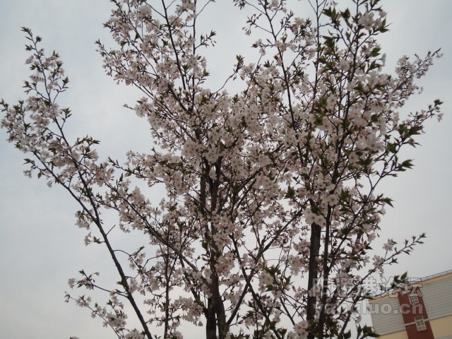 DSC00379.JPG
