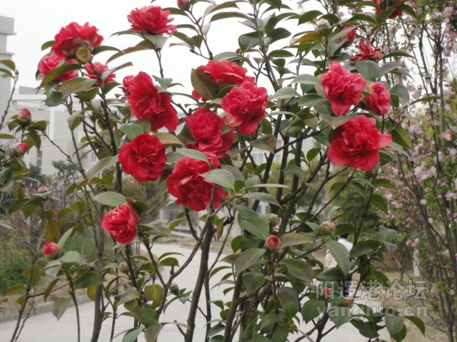 DSC00374.JPG