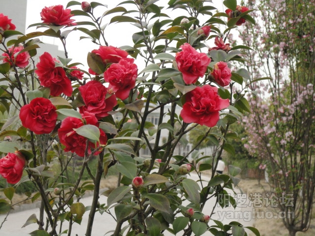 DSC00375.JPG