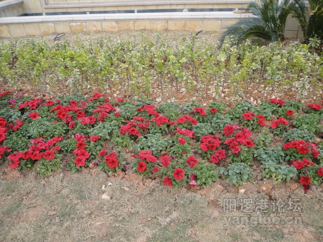 DSC00390.JPG