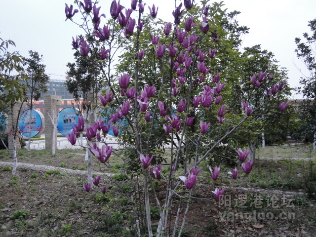 DSC00395.JPG