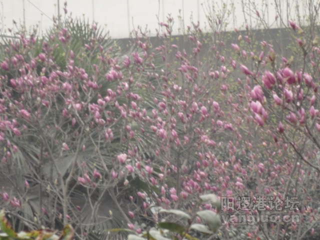 DSC00122.JPG