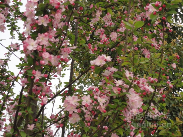 DSC00370.JPG