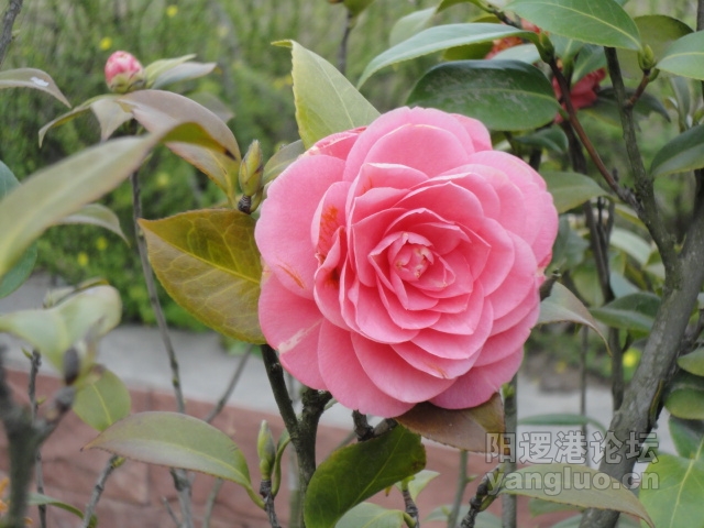 DSC00372.JPG