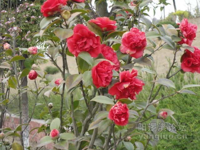 DSC00373.JPG
