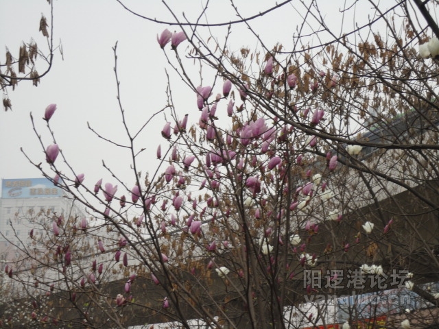 DSC00116.JPG