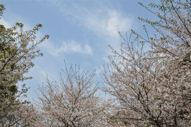 DSC_0914.jpg