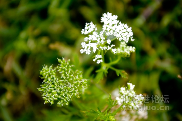 20110602-IMGP0010.jpg