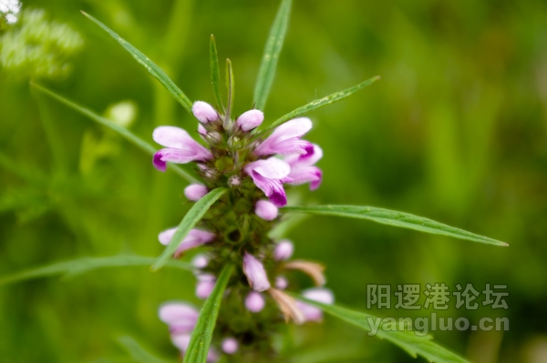 20110602-IMGP0012.jpg