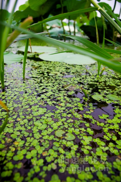 20110602-IMGP0046.jpg