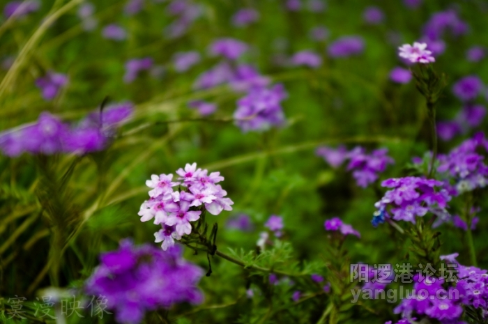 IMGP0049.jpg