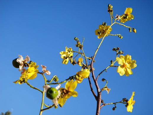 Flower1.jpg
