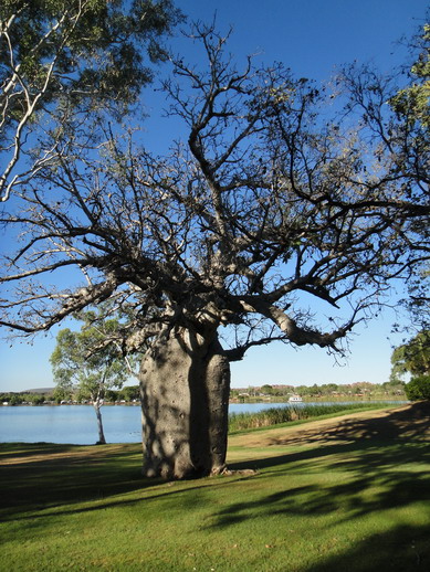 Tree1.jpg