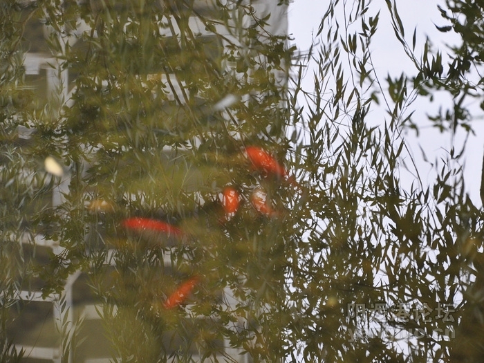 DSC_0400.JPG