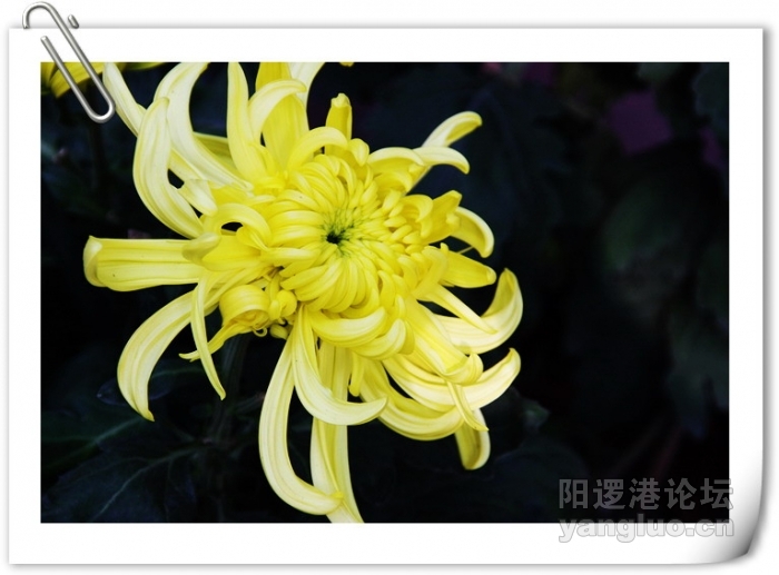 植物园 224.JPG