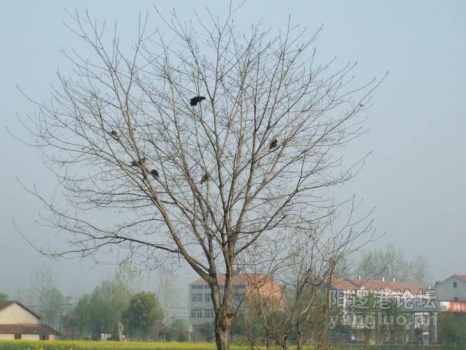 树上的鸟.jpg
