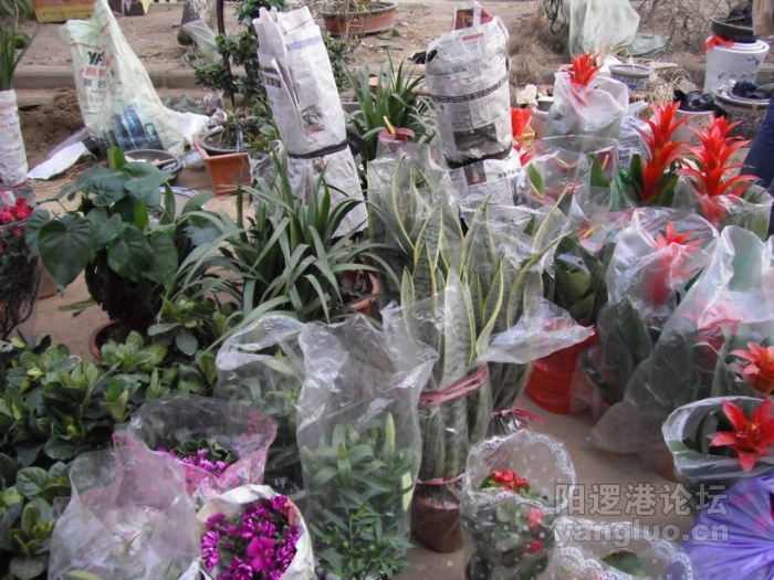 DSCF1420.JPG