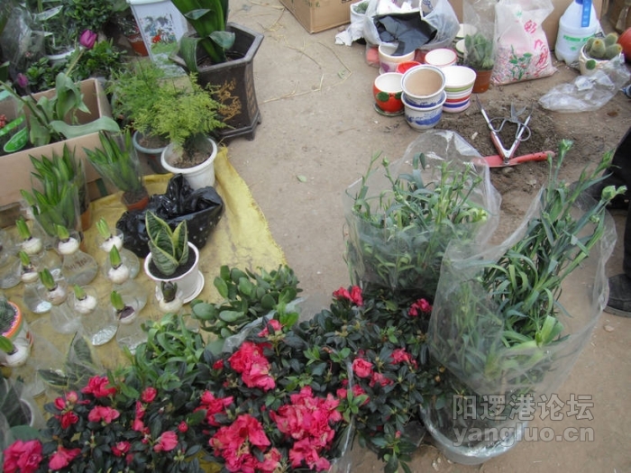 DSCF1426.JPG