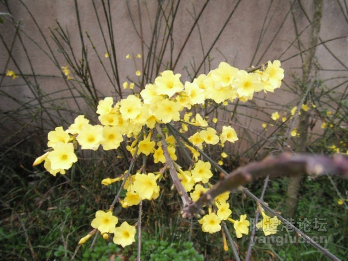 DSCF1596.JPG