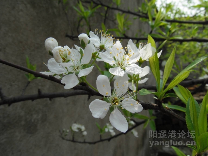 DSCF1658.JPG