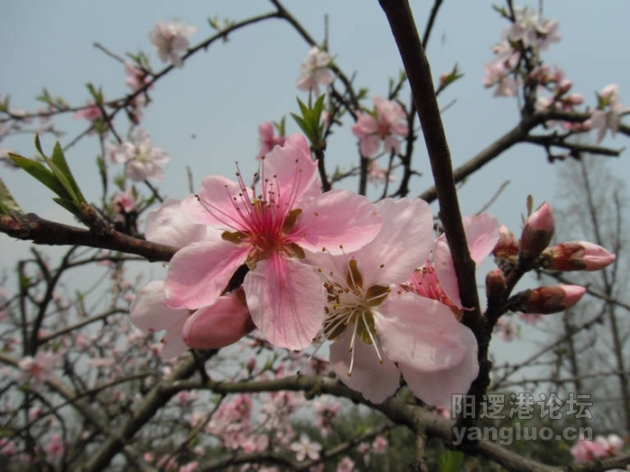 DSCF1674.JPG