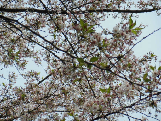 DSCN0651.jpg