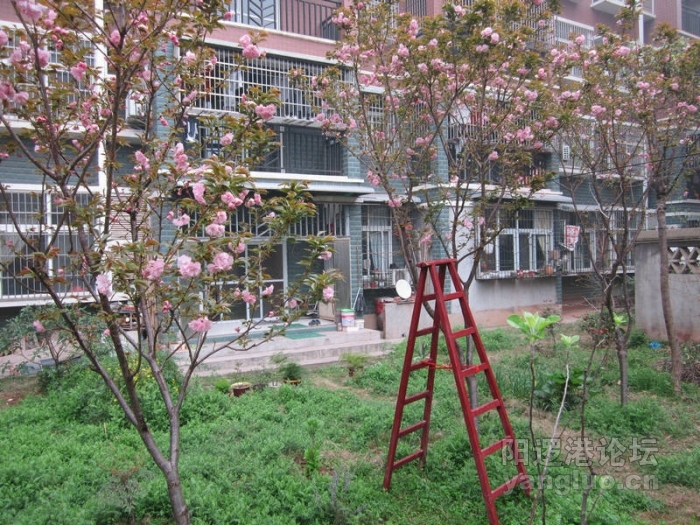 我后院的樱花038.jpg