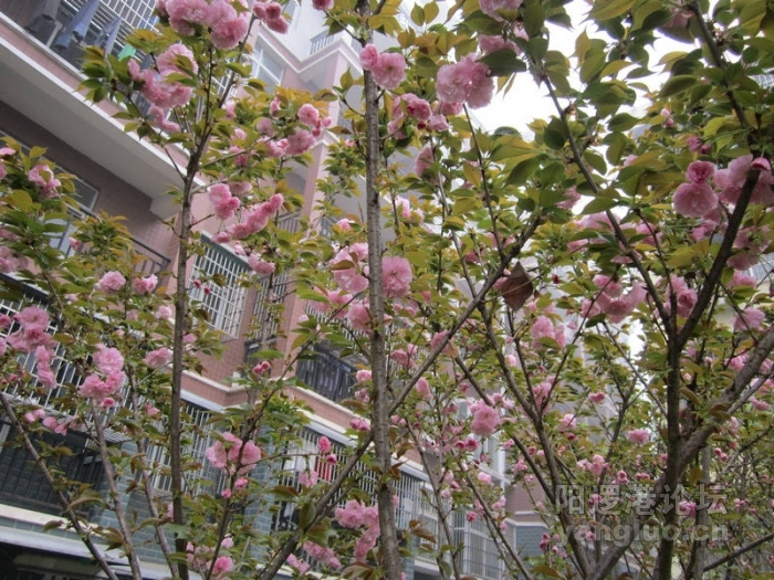 我后院的樱花039.jpg