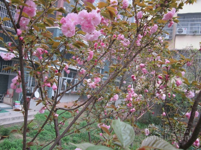 我后院的樱花041.jpg