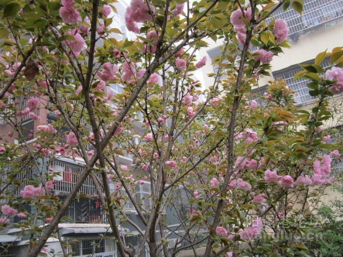 我后院的樱花044.jpg