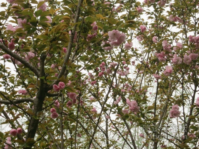 我后院的樱花049.jpg