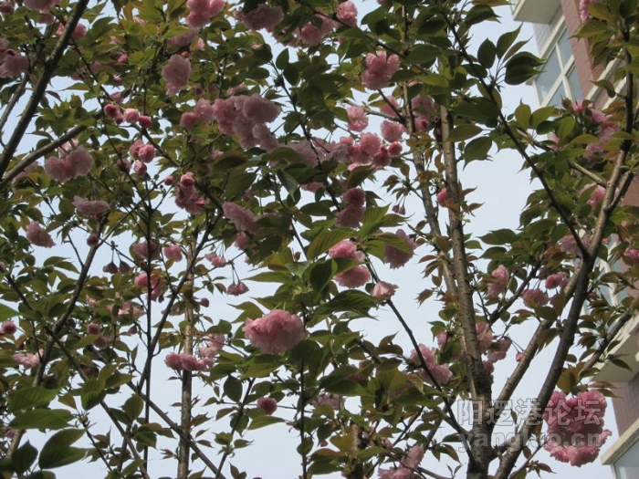 我后院的樱花051.jpg