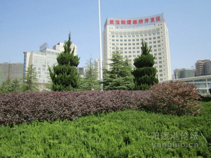 阳逻风光1.JPG