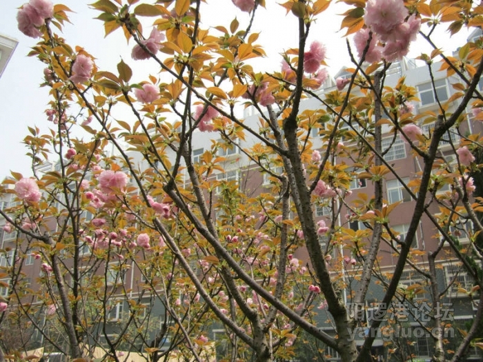 我后院的樱花061.jpg