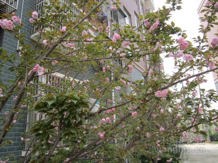 我后院的樱花063.jpg