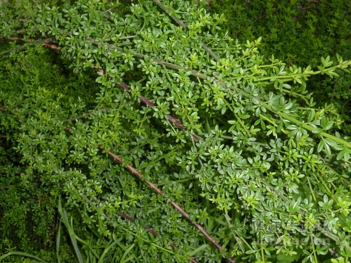 P1000550.JPG