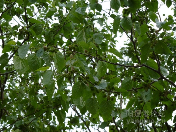 P1000551.JPG