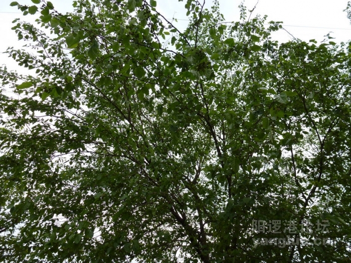 P1000553.JPG