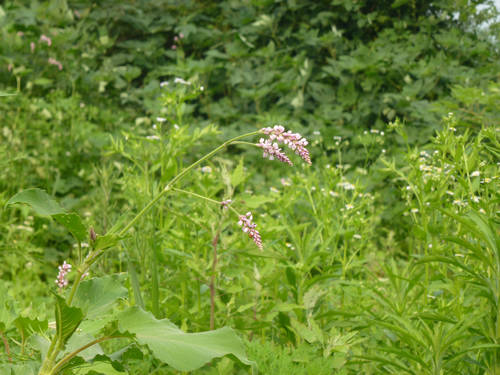 P1000913.JPG