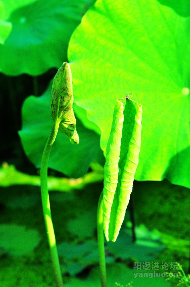 DSC_0177.JPG