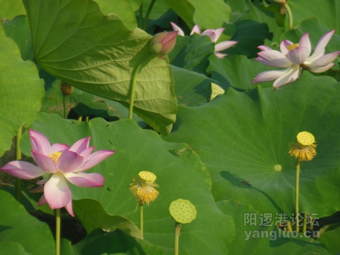 DSCN2973.jpg