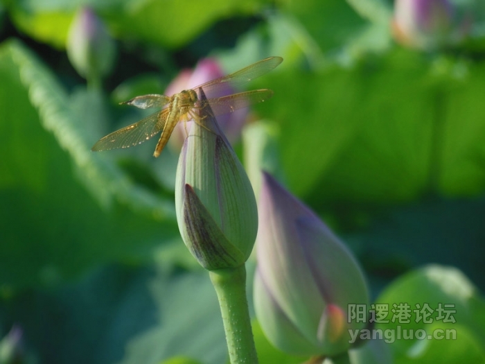 DSCN3002.jpg
