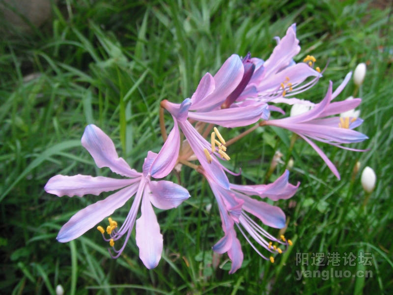 DSCF0897.JPG