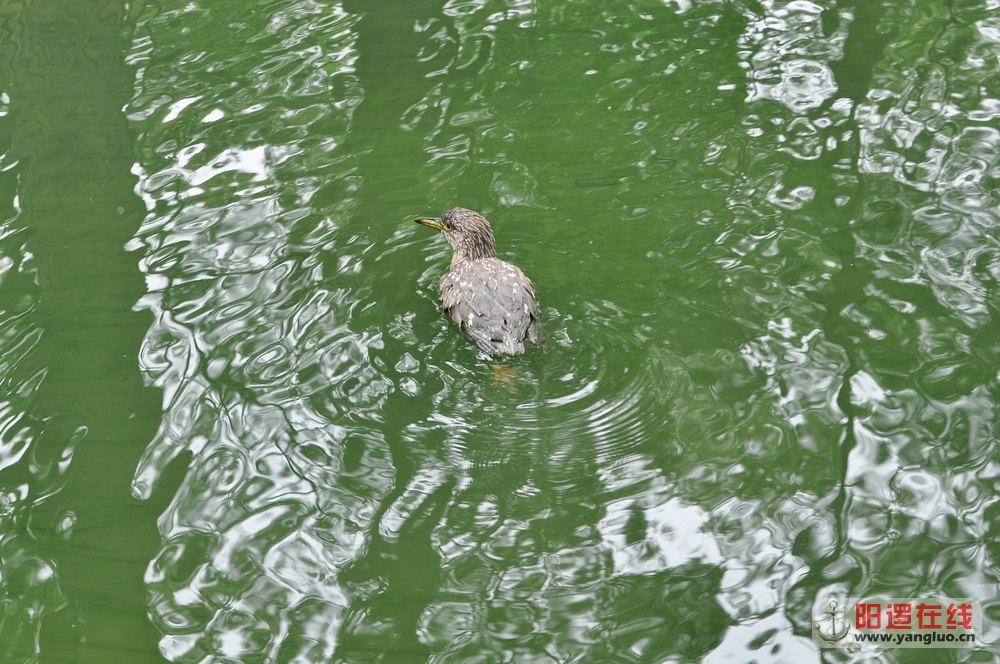 DSC_0107.JPG