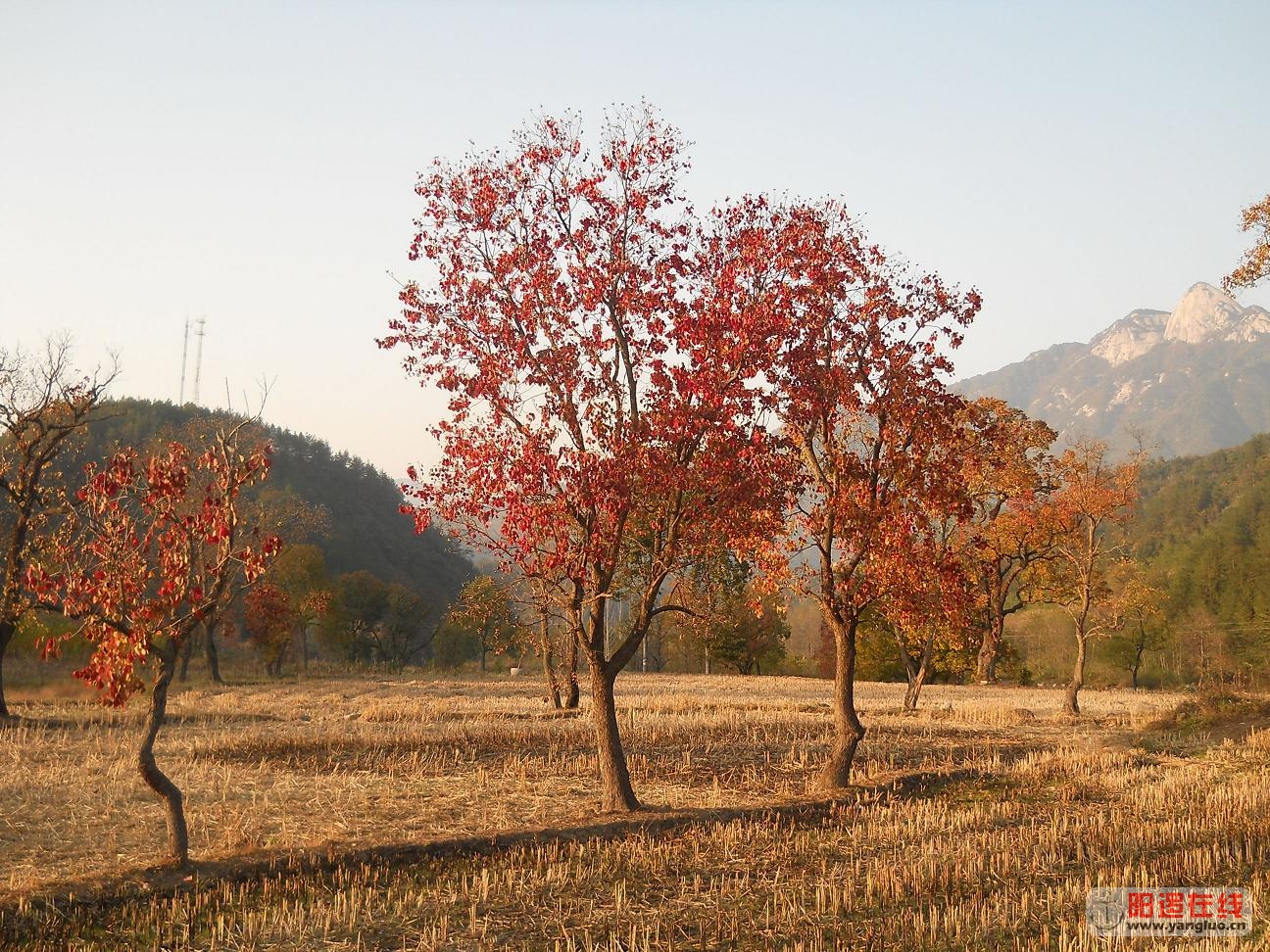 20121103罗田红叶节 546.JPG