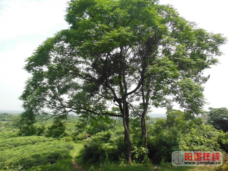 DSCN2317.jpg