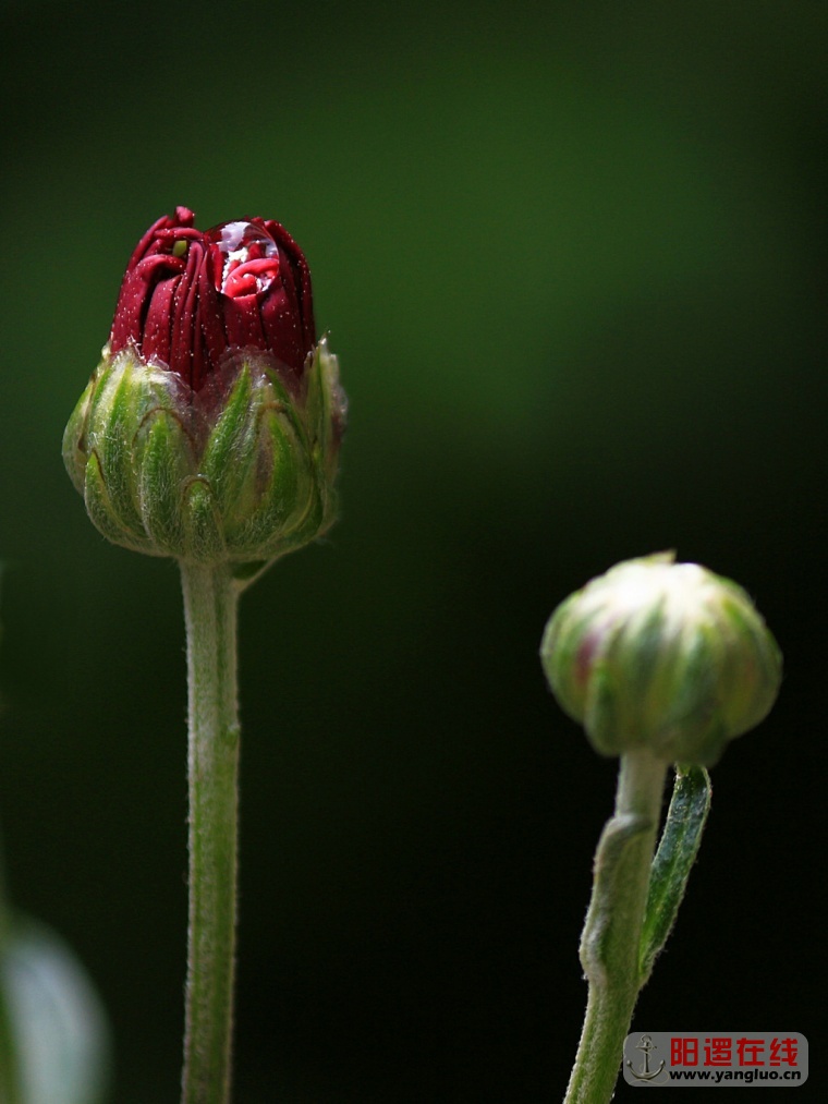 菊花盛开迎五一_2.jpg